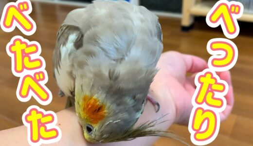 べたべた♡べったり甘え上手なオカメインコvol.362#オカメインコ #cockatie