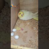 Cockatiel Birds Egg Hatch 🐣/Helping Bird’s lover community 🦜 #birds #minivlog #cockatiel #shortsfeed