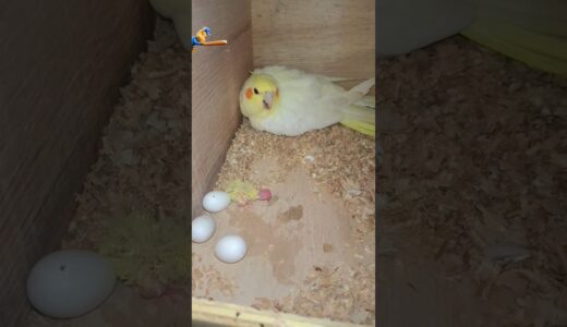 Cockatiel Birds Egg Hatch 🐣/Helping Bird’s lover community 🦜 #birds #minivlog #cockatiel #shortsfeed