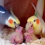 Adorable Cockatiel Emerald Feeding her chicks 🐣🐣🐣🐣