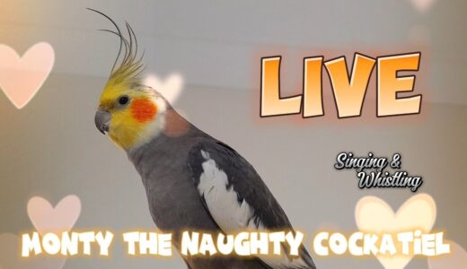 Monty The Naughty Cockatiel is live. No 154❤️ Cockatiel singing. #viral #monty