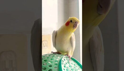 Adorable Cockatiel’s Cute Singing Moments ✨️ #cockatielscraze