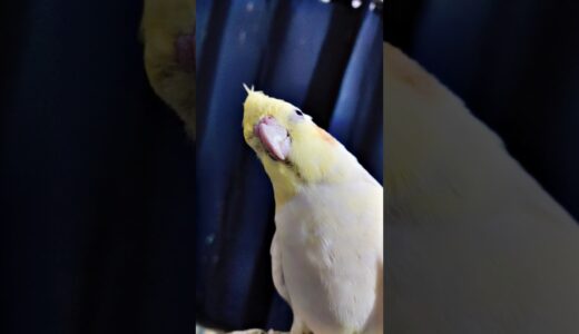 How a bird smiles 😁 #cockatiel #cocktailparrot #birds #parrot #pets #cute #mabirdcare #parrotparrot