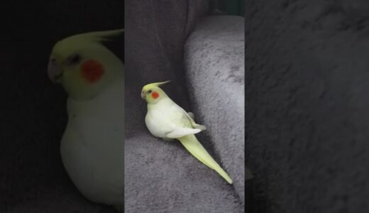 FEMALE COCKATIEL SOUND 🌹 COCKATIEL SOUNDS | COCKATIEL BIRD | COCKATIEL | PARROT #Shorts