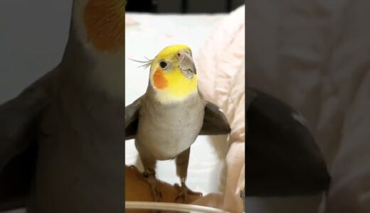 Adorable Cockatiel Jojo’s Cute Singing Moments 😍 #cockatielscraze