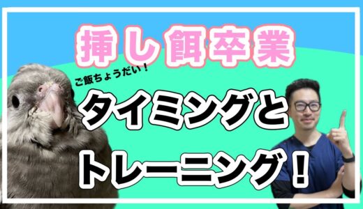 【質問コーナー】オカメインコさん、季節変動で体重変わるの？いつまで挿し餌したらいいの？ギリシャリクガメが血尿…絶食した方がいい？ 5年経ってからクリプトスポリジウム症になるの？にお答えしました！