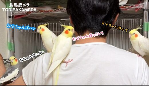 お父ちゃんがオカメインコ達を起こすとだいたいこうなるの巻