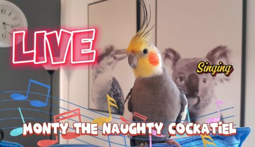 Monty The Naughty Cockatiel is live. No. 131. ❤️ Cockatiel singing #viral #monty