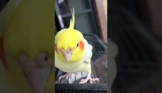 Adorable Cockatiel’s Cute Moments Captured 💖 😍 🦜 #cockatielscraze