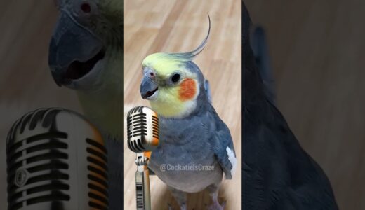 Adorable Cockatiel Sings His Heart Out 😍 #cockatielscraze