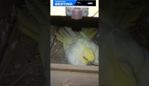 Cockatiel bird’s Eggs crack 😥 #shortsfeed #birds #cockatiel #cockatielbreedingprogress