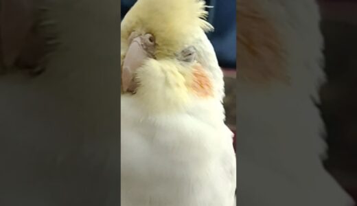 😍 #pets #cockatiel #handtameparrot #cute #baby #bird #parrot #breeding