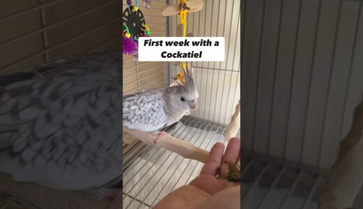 First Week with a Cockatiel – Giving Treats from Hand #parrot
