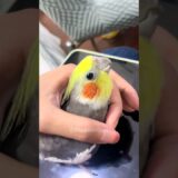 Adorable Cockatiel Larry’s innocent Opera Singing 🎶🦜 #cockatielscraze