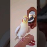 Cute Cockatiels’ Duet Singing 💕 #cockatielscraze
