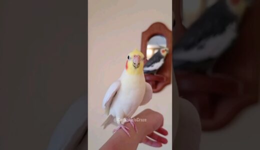 Cute Cockatiels’ Duet Singing 💕 #cockatielscraze