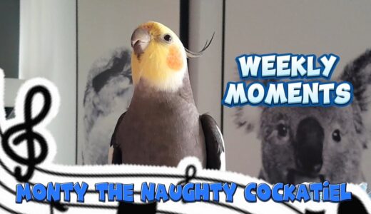 Monty The Naughty Cockatiel’s weekly moments. ❤️❤️part 67❤️❤️ #viral #monty
