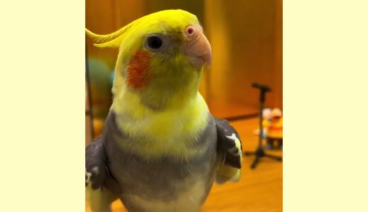 Best Cockatiel singing sounds! #viral   #trending #birds #parrot