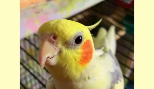 Cockatiel Best Singing and Talking Companion in the World #viral #trending #birds #parrot