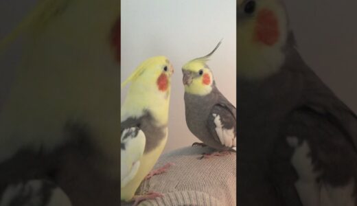 Cockatiel Parrot Singing to His Brother! #Shorts | BirdNerdSophie