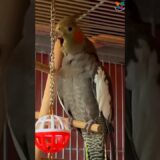 Cute Cockatiel Yawning || Cockatiel Singing  #cockatiel #shorts #cockatielsinging #ginger #funny
