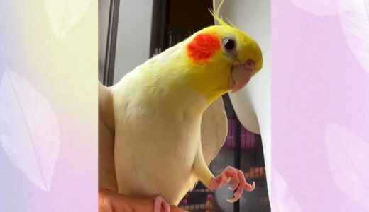 Female Cockatiel singing sounds! #viral   #trending #birds #parrot