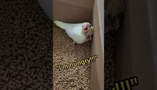 Hungry Baby Cockatiel!!! | Pearly The Birdie
