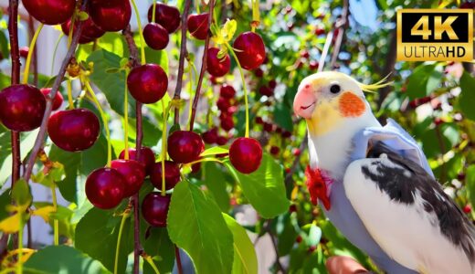 My Happy and Singing Cockatiel Parrot in the cherry orchard
