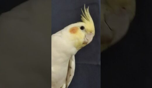 Charmer ☺️ #cockatiel #parrot #bird #cute #pets #baby #funny #funnyvideo #cuteparrot #parakeet