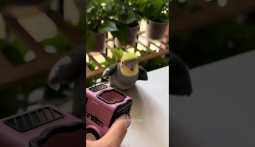 Adorable Cockatiel Larry’s Cute Singing Moments 😍 🎶🦜 #cockatielscraze