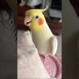 The Cutest Cookie Song – A Heartwarming Cockatiel Serenade  🎵 🦜🥰 #cockatielscraze