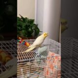 Adorable Cockatiel Cute Cookie singing 🎶 🦜#cockatielscraze