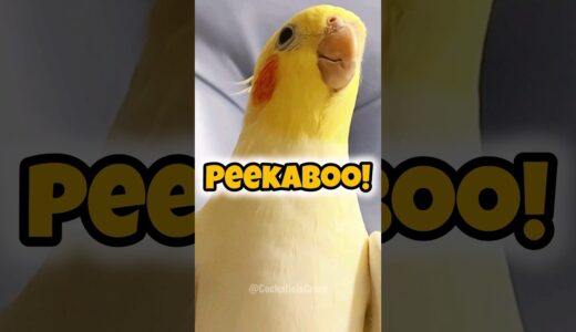 Cutest Peekaboo Playtime 🥰🫣😅 #cockatielscraze