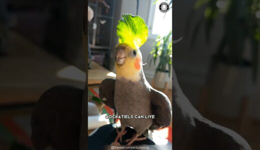 Cockatiel 🦜 This Bird Will Steal Your Heart!