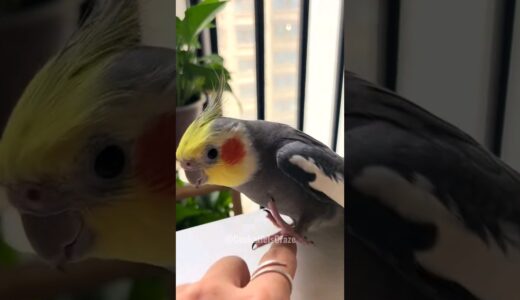 Adorable Cockatiel Larry’s Cute Reactions 😍💖🦜 #cockatielscraze