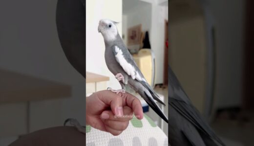 Adorable Cockatiel Skyler’s Cookie Song Extravaganza 🎶🦜🥰 #cockatielscraze