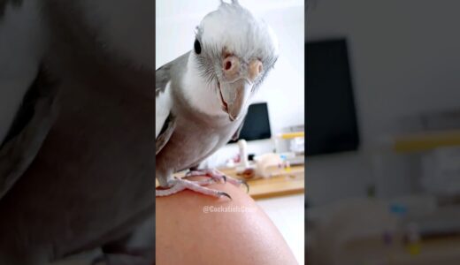 Adorable Cockatiel Skyler’s Cute Peek-a-Boo 😍 💖 🦜 #cockatielscraze