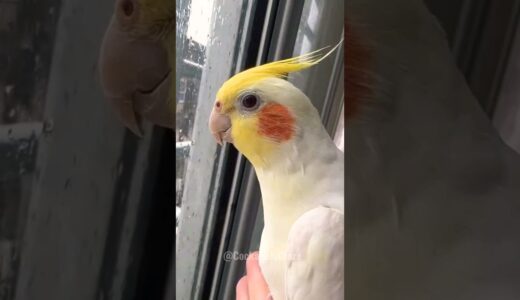 Adorable Cockatiel Jerry’s Cute Peekaboo playtime 😍 #cockatielscraze