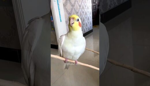 Adorable Cockatiel Jerry’s Cute and innocent Singing 😍 🎶 🦜 #cockatielscraze