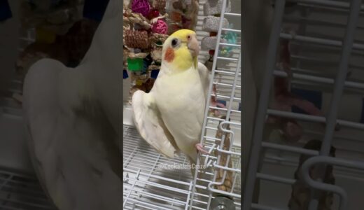 Adorable Cockatiel Jerry’s Cute Cookie Song Performance 🎶 🦜 #cockatielscraze