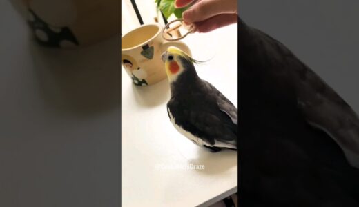 Adorable Cockatiel Jojo’s Majestic Operatic Singing Performance 😍 💖 🦜 #cockatielscraze