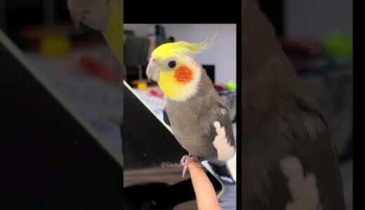 Larry a Cute Singing Cockatiel 😍 🎶 🦜 #cockatielscraze