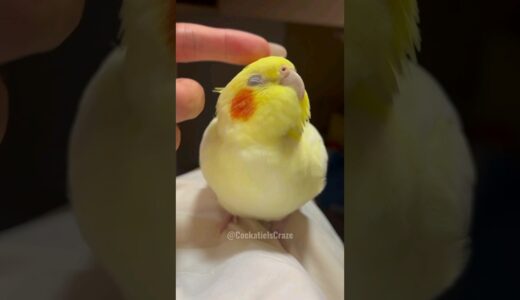 Adorable Cockatiel Cute Relaxing Moments 😌 💖 🦜 #cockatielscraze