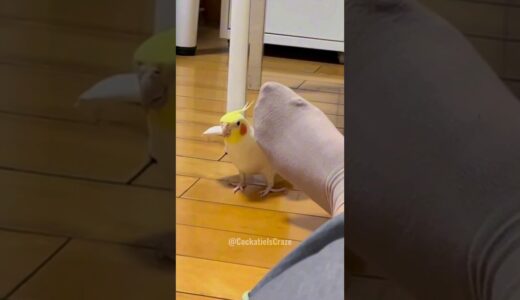 Adorable Cockatiel Charlie’s Cute Peekaboo playtime 😍 🦜 #cockatielscraze