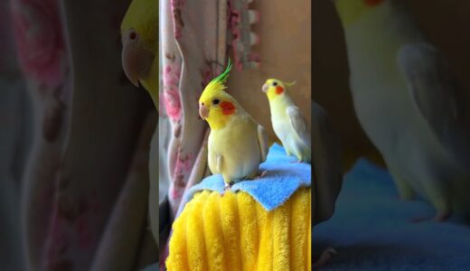 Adorable Cockatiel Emerald and Poly’s Cute Chirps #cockatielscraze