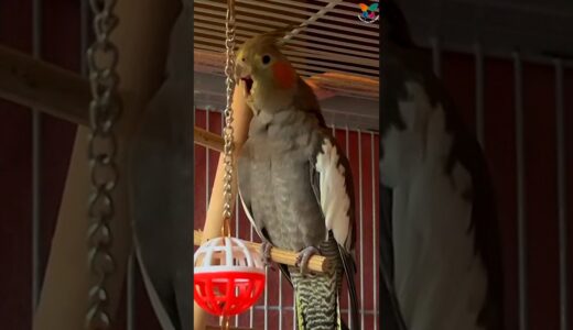 Cute Cockatiel || Cockatiel Singing #cockatiel #shorts #cockatielsinging #ginger #funny