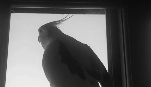 Shiro The Cockatiel  –  Catcalling Whistles ! #birds #cockatiel #shiro #cute #funny #entertainment