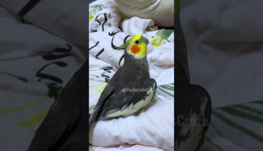 Adorable Cockatiel Jojo’s Cute Melodic Performance 🥰🎶🦜 #cockatielscraze