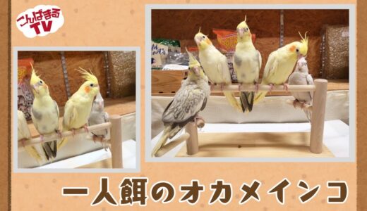 【こんぱまるTV】北九州店　＃19　一人餌のオカメインコ