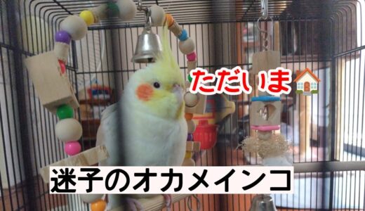 迷子のオカメインコ5日目 おかえりクラウド